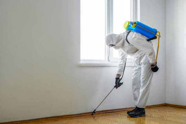 Best Flea Control Services  in Waveland, MS