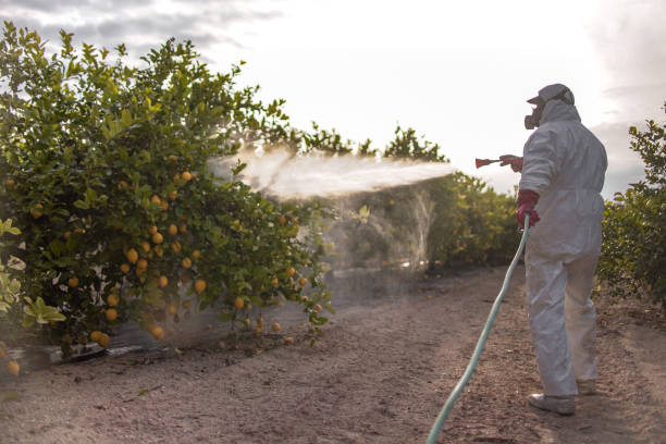 Best Ant Control Services  in Waveland, MS